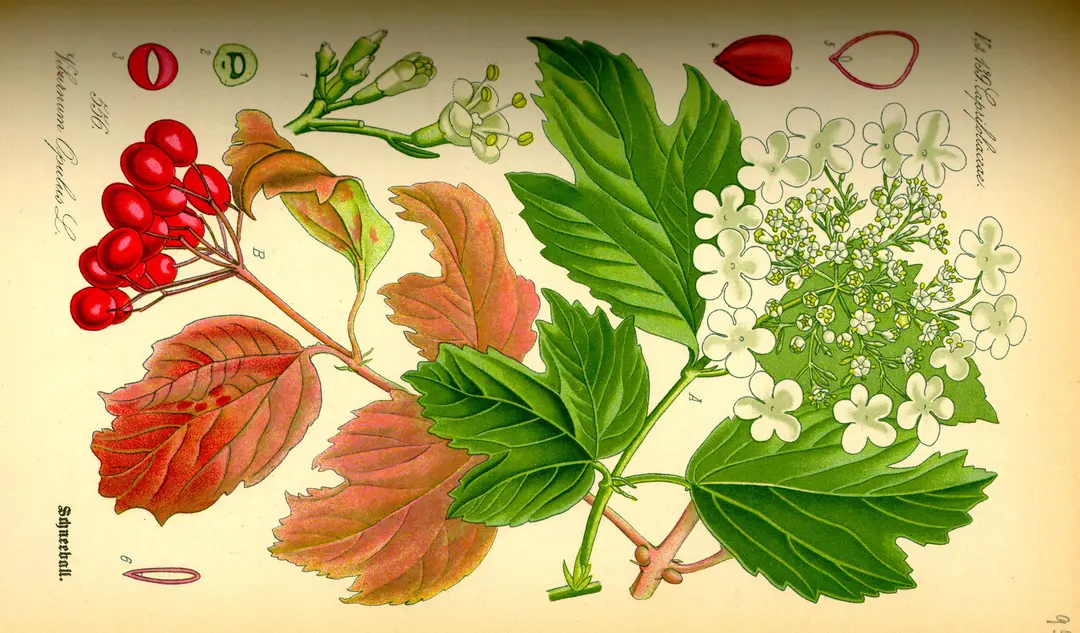 Illustration av växten 'skogsolvon'.
