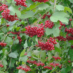 Kalyna (viburnum) flower